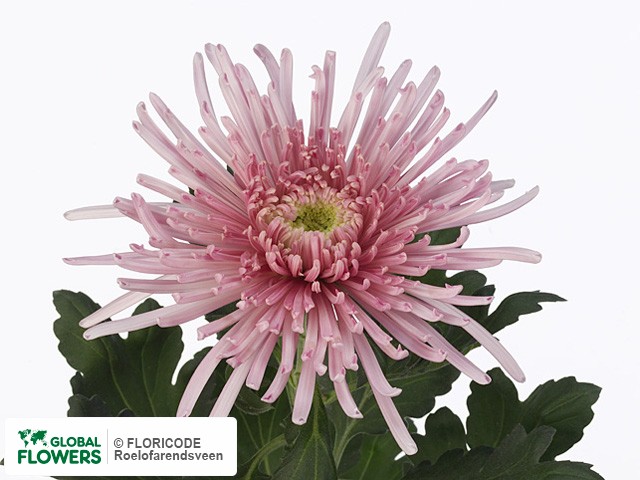 Photo Chrysanthemum (Indicum Grp) geplozen Elbrus Pink.