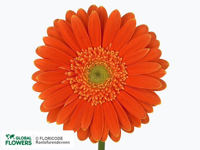 Photo Gerbera grootbloemig 'Darts'.