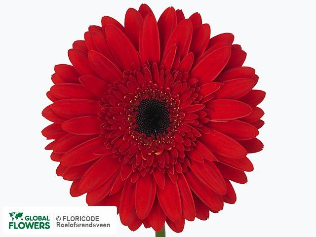 Photo Gerbera grootbloemig 'Beaudine'.