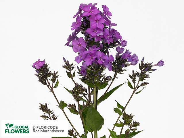 Фото вида Флокс Арендса "Lilac Star".