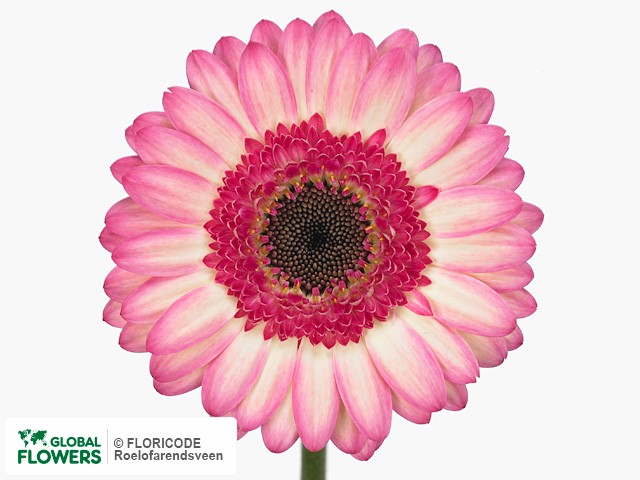 Photo Gerbera mini Lollipop.
