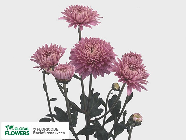 Photo Chrysanthemum (Indicum Grp) tros 'Pennine Chorus'.