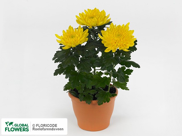 Фото вида Хризантема индийская "Tatum".