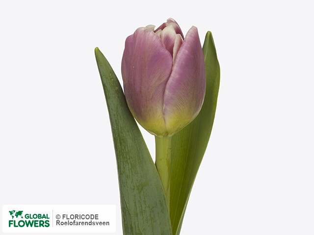 Photo Tulipa (Parrot Grp) 'Cracker Parrot' | Global Flowers