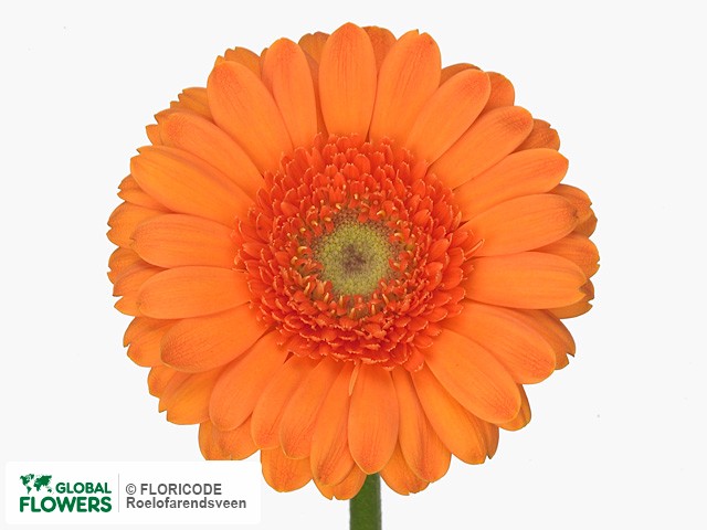 Photo Gerbera mini 'Naringa'.