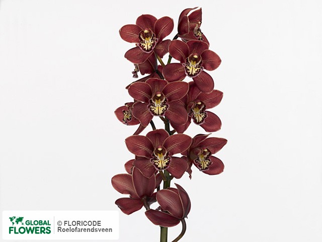 Фото вида Цимбидиум крупноцветковый "Red Beauty Nike".