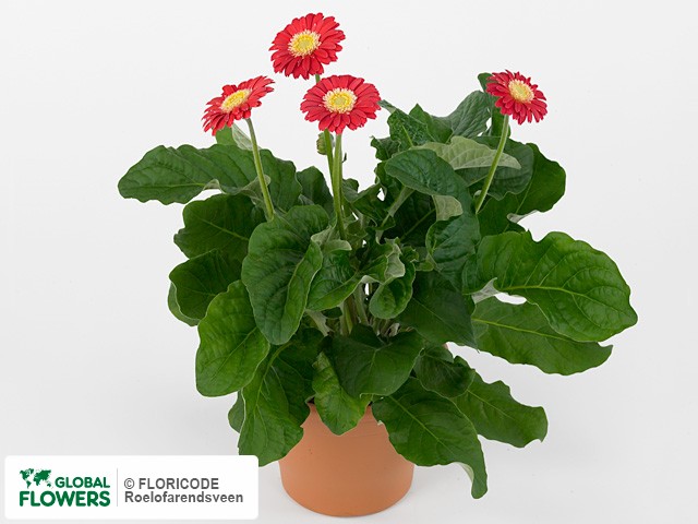 Photo Gerbera Garvinea Cindy.