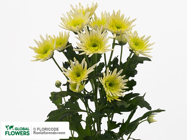 Photo Chrysanthemum (Indicum Grp) tros Delianne Ivory.