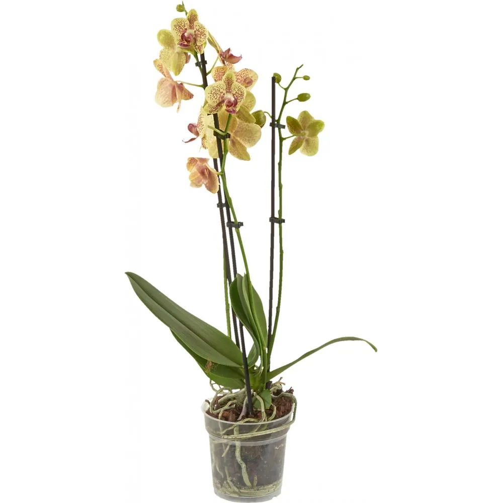 Фото Орхидея Фаленопсис промо микс 3 стебля ø12 h60 см