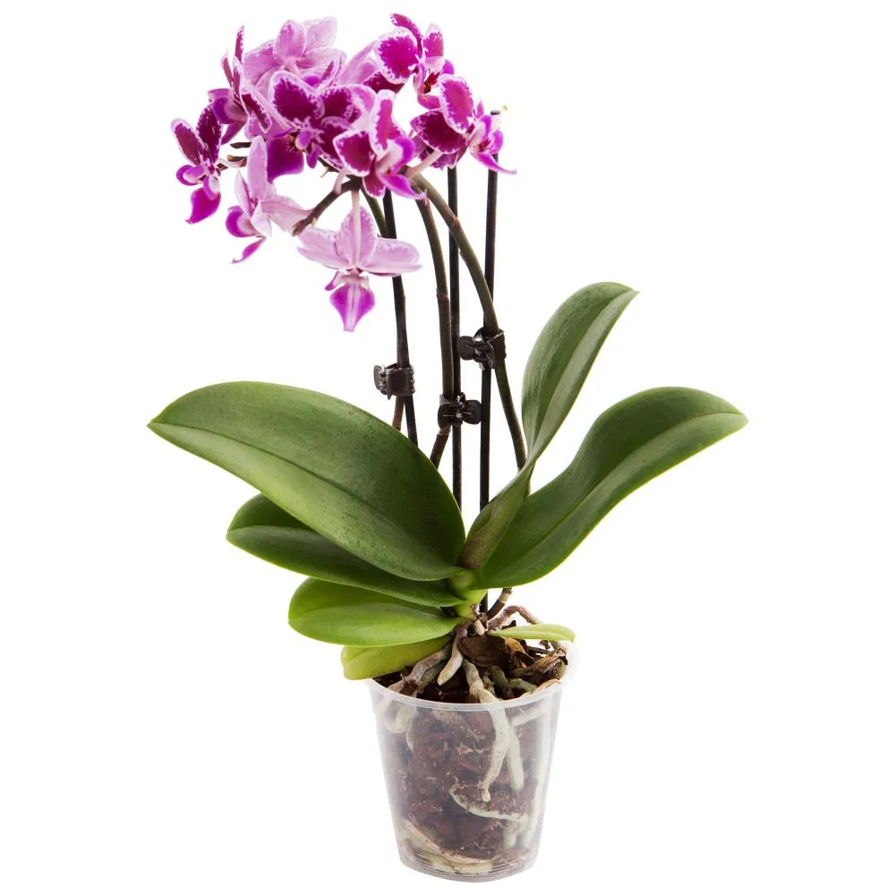 Фото Орхидея Фаленопсис мини 1 стебель ø9 h35 см