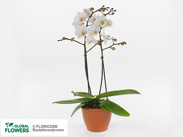 Photo Phalaenopsis Multifloratypes Pisco.