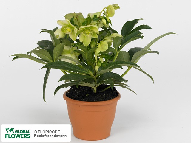 На фото Морозник "X nigercors HGC Karina Green" Морозник "X nigercors HGC Karina Green"