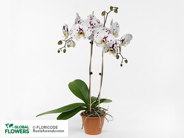 Photo Phalaenopsis Floriclone Acapella.