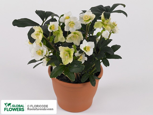 На фото Морозник чёрный"Princess Christmas Star" Морозник чёрный"Princess Christmas Star"
