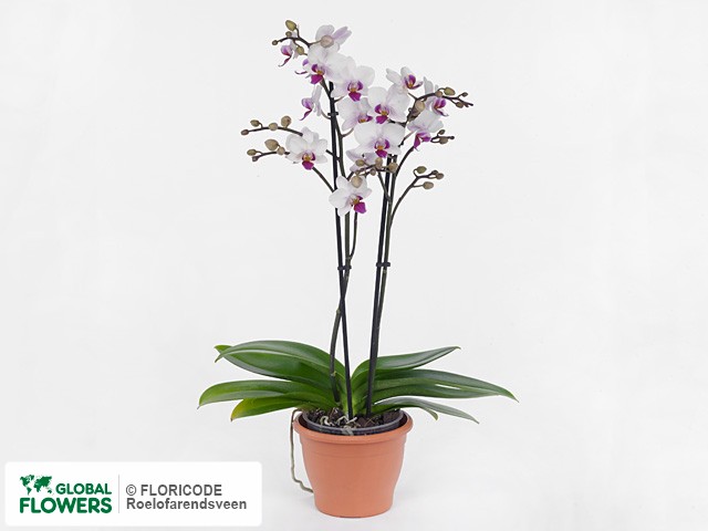 Photo Phalaenopsis Multifloratypes Mambo.
