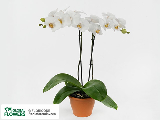 Photo Phalaenopsis Multifloratypes Floriclone Zara.