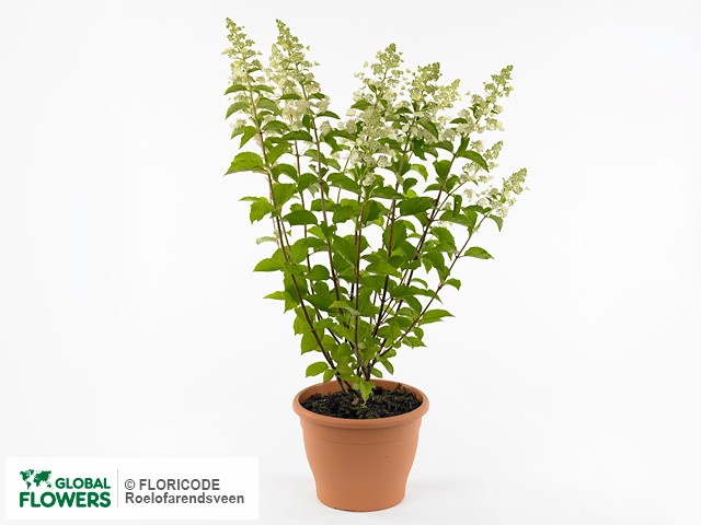 На фото Гортензия метельчатая "White Lady" Гортензия метельчатая "White Lady"