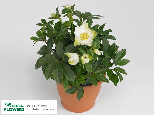 На фото Морозник "Christmas Darling" Морозник "Christmas Darling"