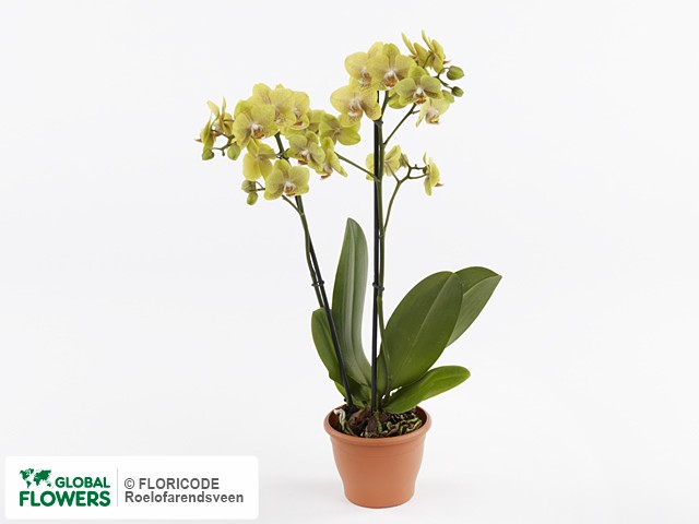 Photo Phalaenopsis 'Sion 3516'.