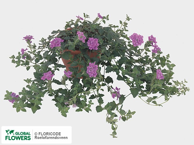На фото Вербена "Temari Lilac" Вербена "Temari Lilac"
