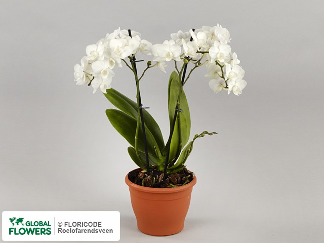 Photo Phalaenopsis Multifloratypes 'Sion 3526'.