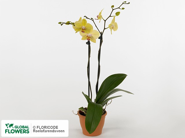 Photo Phalaenopsis 'Exception'.