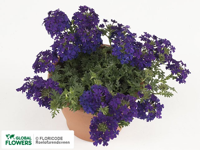На фото Вербена "Magelana Dark Blue" Вербена "Magelana Dark Blue"