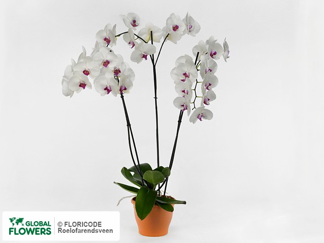 Photo Phalaenopsis Anthura Jinan.