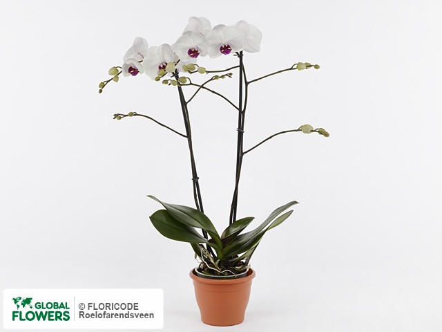 Photo Phalaenopsis Direction.