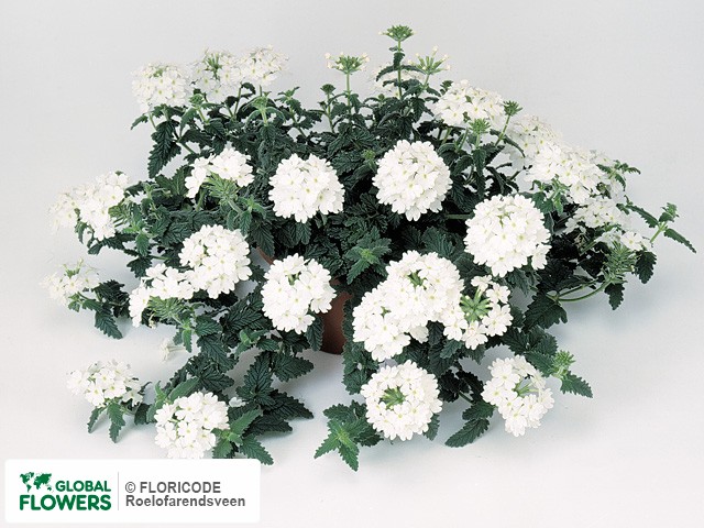 На фото Вербена "Lanai Blush White" Вербена "Lanai Blush White"