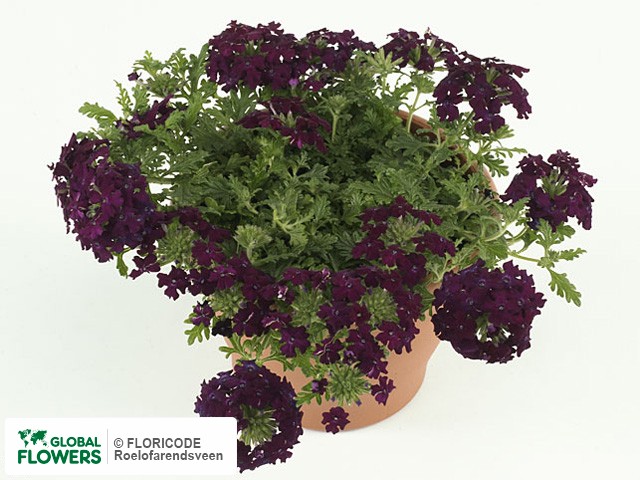 На фото Вербена "Magelana Burgundy" Вербена "Magelana Burgundy"