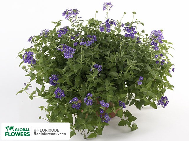 На фото Вербена "Vegas Lilac" Вербена "Vegas Lilac"