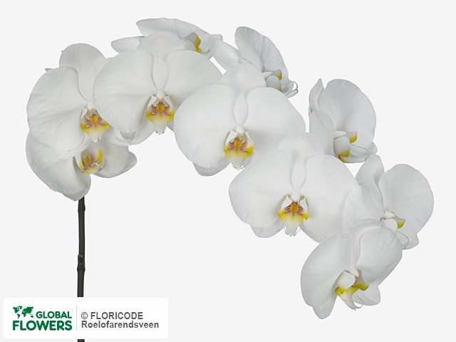 Photo Phalaenopsis Kobe.