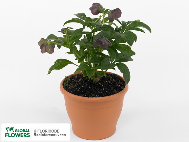 На фото Морозник "Ruse Black" Морозник "Ruse Black"