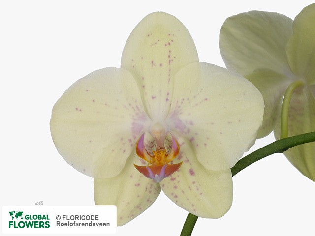 Photo Phalaenopsis per bloem Anthura Arezzo.