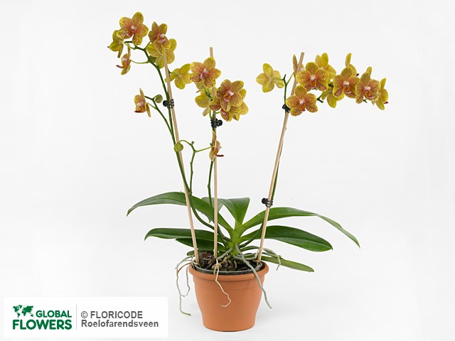 Photo Phalaenopsis Multifloratypes Floriclone Charming.