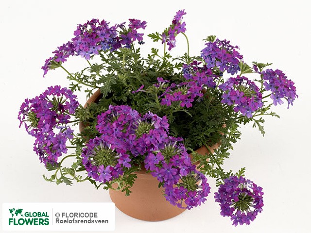 На фото Вербена "Magelana Magic Purple" Вербена "Magelana Magic Purple"
