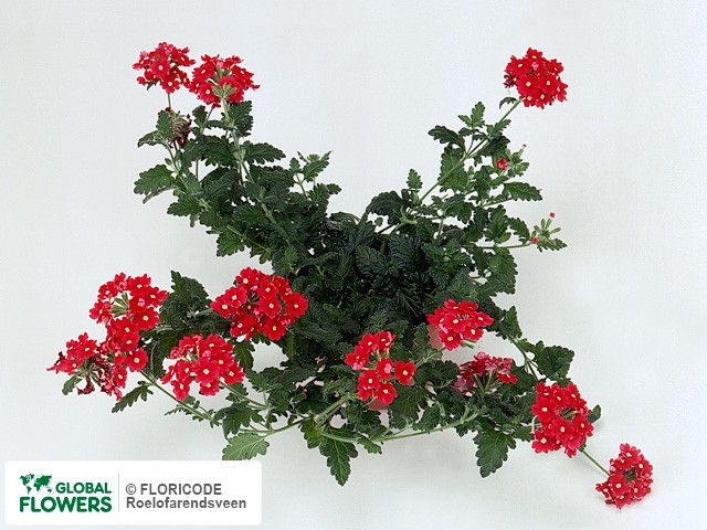 На фото Вербена "Aztec Cherry Red" Вербена "Aztec Cherry Red"