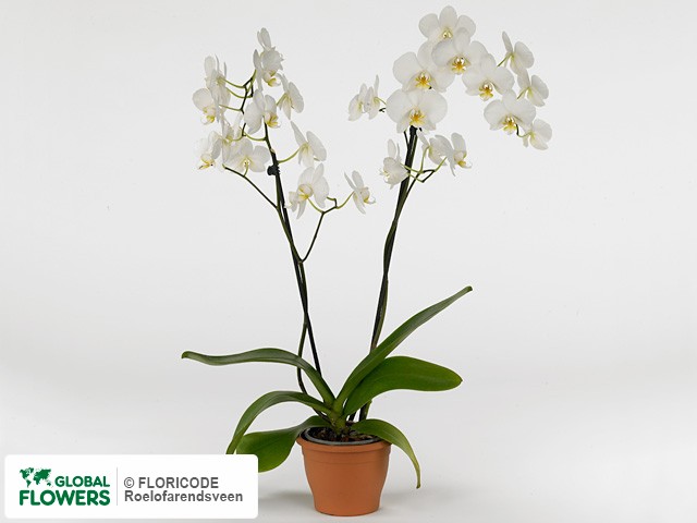 Photo Phalaenopsis 'Inspiration'.